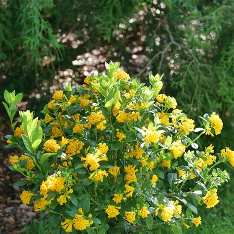 cestrum juiced orange|proven winners juiced orange jessamine.